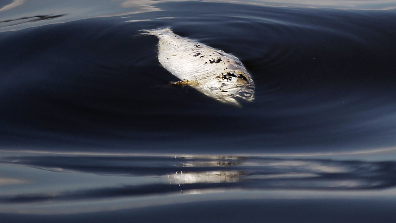 Illustration for article titled Shocking Photos from the Water Sports Site of the Rio Olympics
